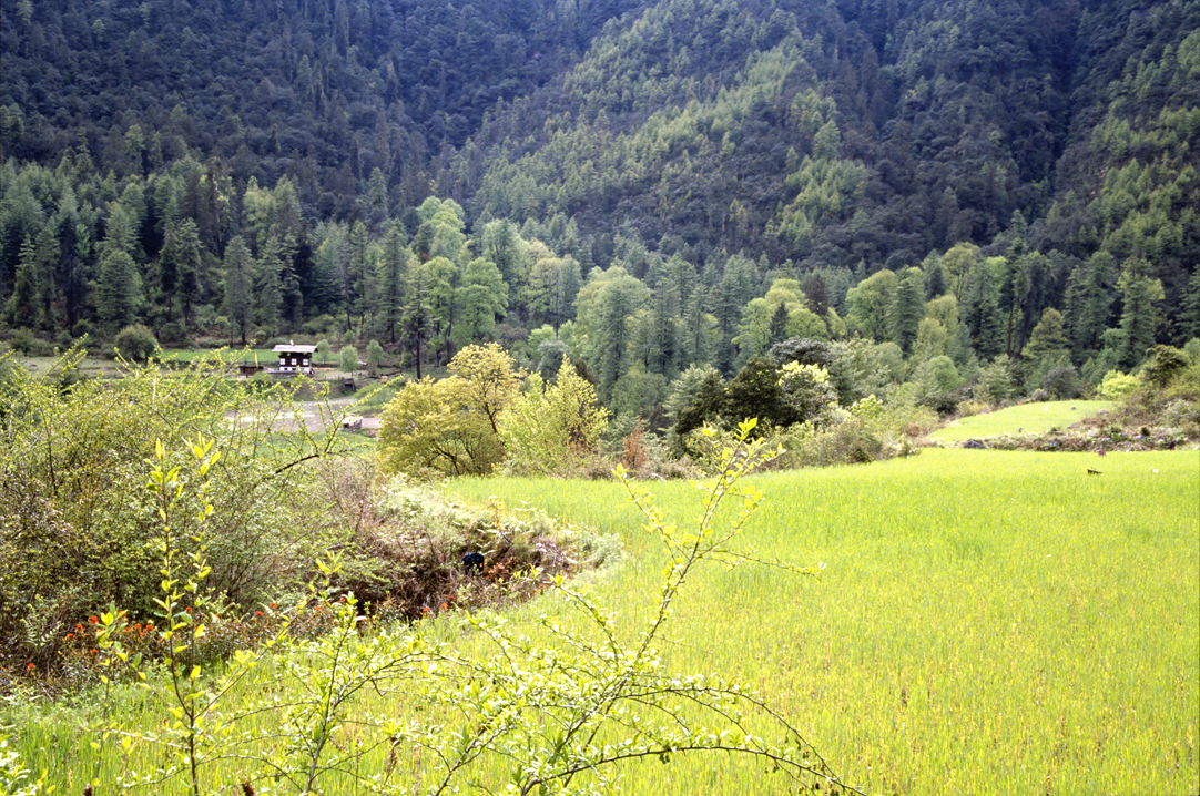 b_478m trek7.jpg - Bhoutan - Dochu La, col de Dochu La un rayon de soleil